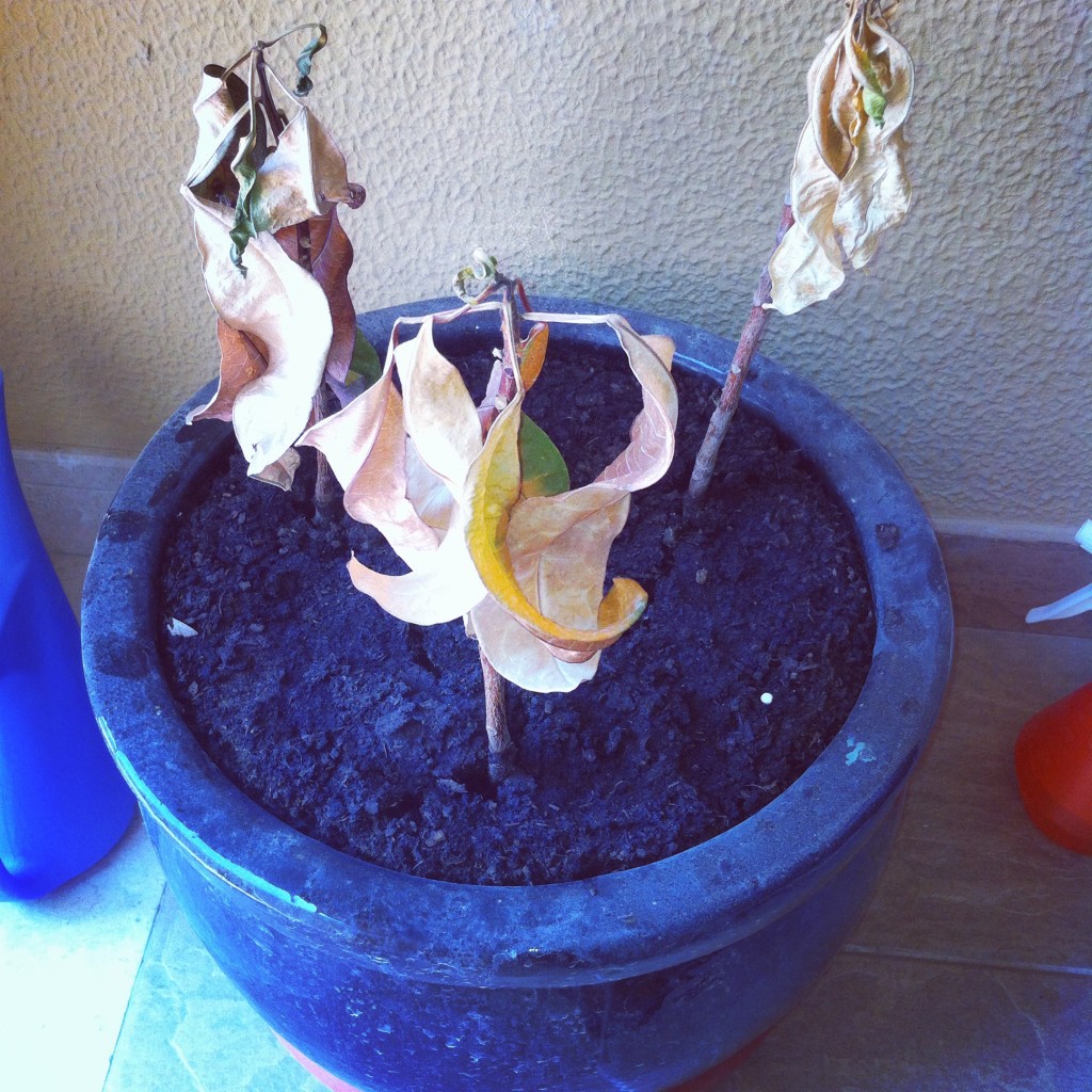 My dried up plant